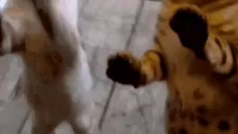 Cute Cat Gif