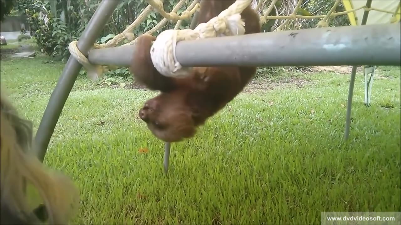 Baby Sloths Being Sloths - FUNNIEST Compilation