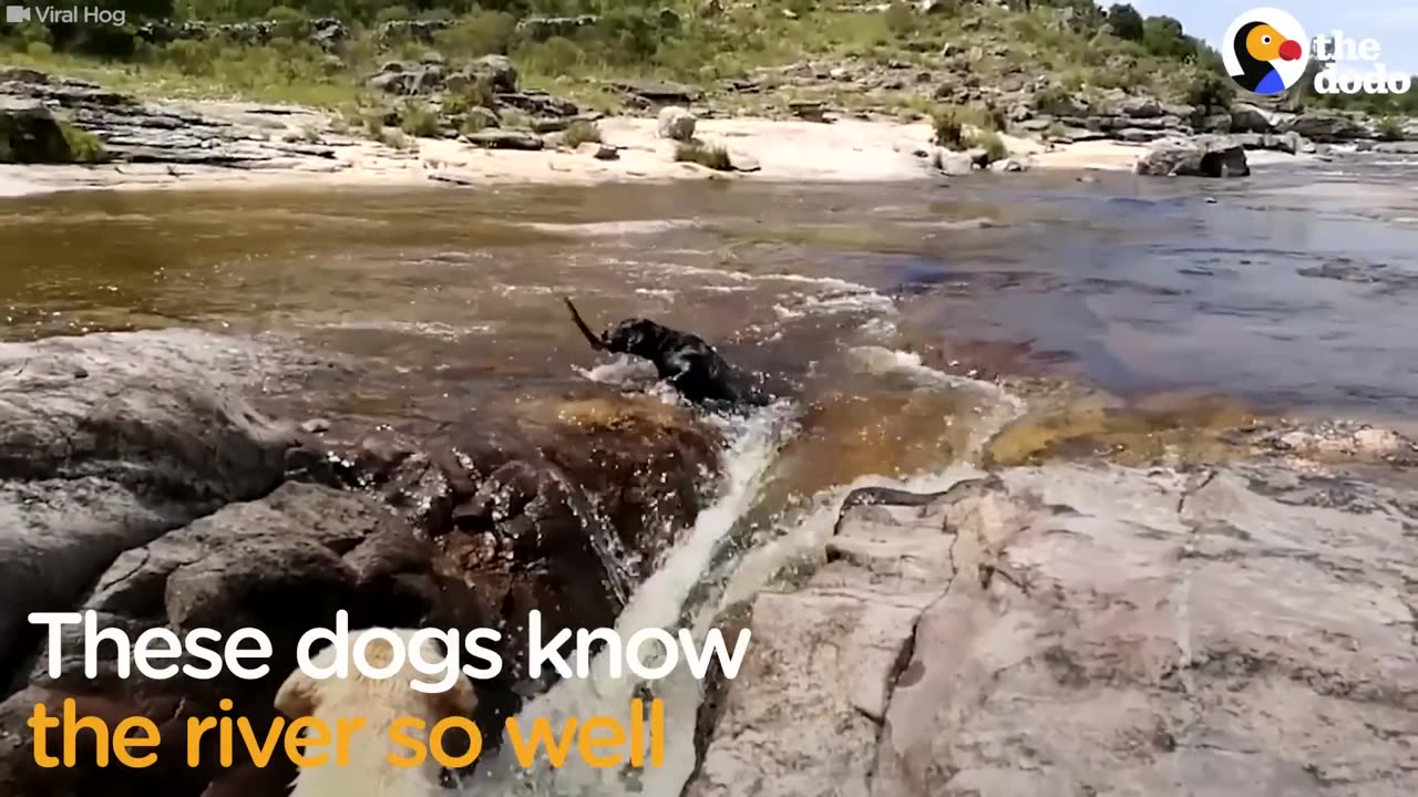 World's Most Dramatic Dog Trick | The Dodo