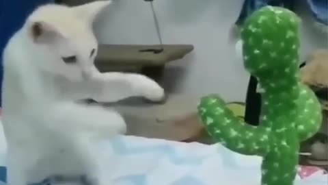 Funny cat and dog video