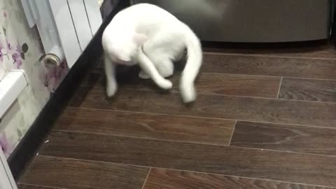 cat running