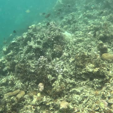 Snorkeling: Witnessing a Coral Reef Reborn