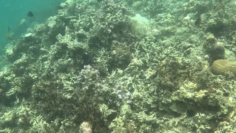 Snorkeling: Witnessing a Coral Reef Reborn