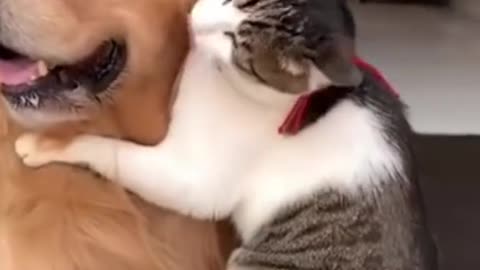 From Police Frequency