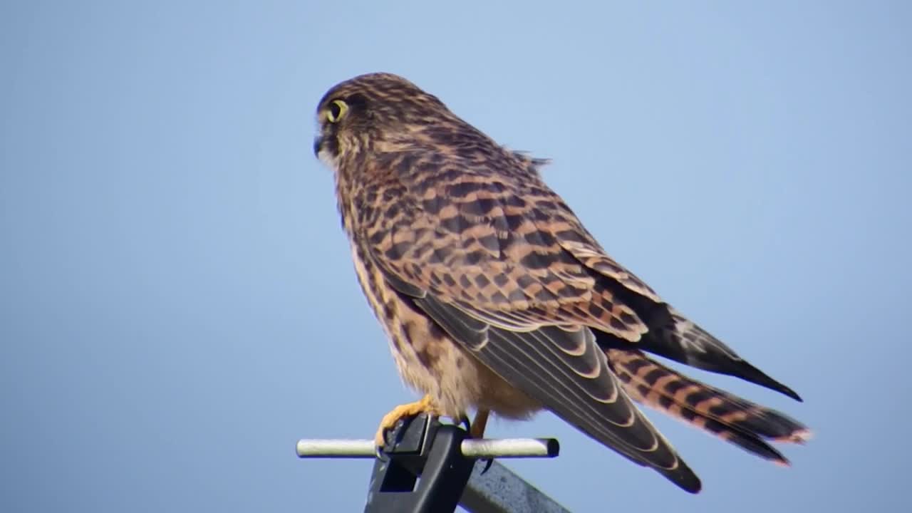 Beautiful falcon