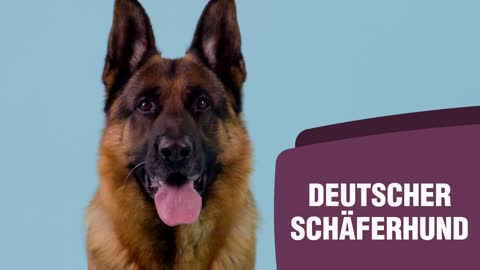 Deutscher Schäferhund Rasseportrait