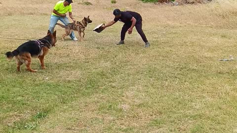 Dog training LG9