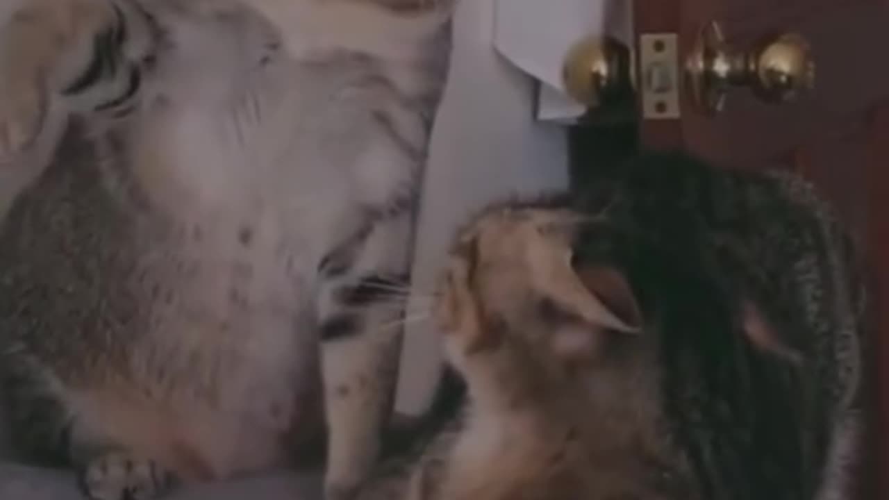 Funny Cry cat video 🤣