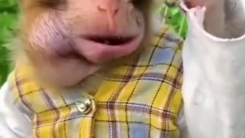 #funny #animals #funnyvideo #funny #animals #funnyvideo#video