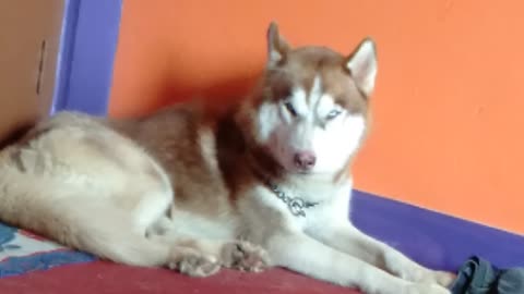 Wolly husky