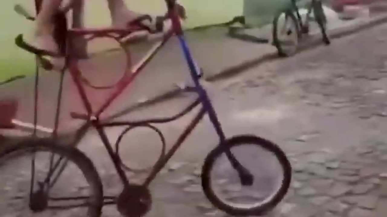 Funny Videos