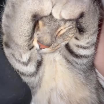 Dreaming of how much it loves the human 😍