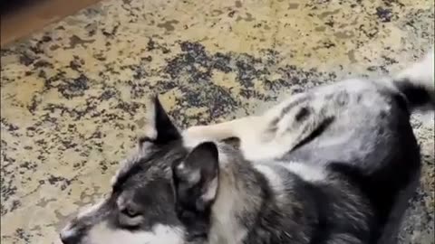 🐾 Funny | Furry Escapes: Fluff Outta Here! | FunFM