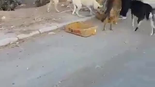 He feeds these stray dogs every day... a beautiful attitude 👏😍❤️❤️❤️