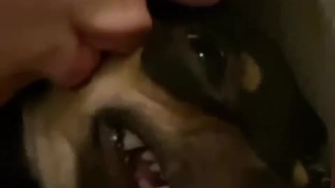 Miniature Pinscher Makes Funny Noise Receiving Kissing