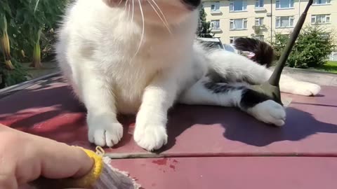 This cat loves the SilverVine hand band!