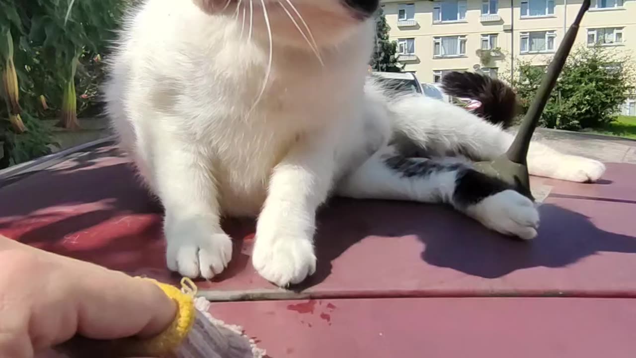 This cat loves the SilverVine hand band!