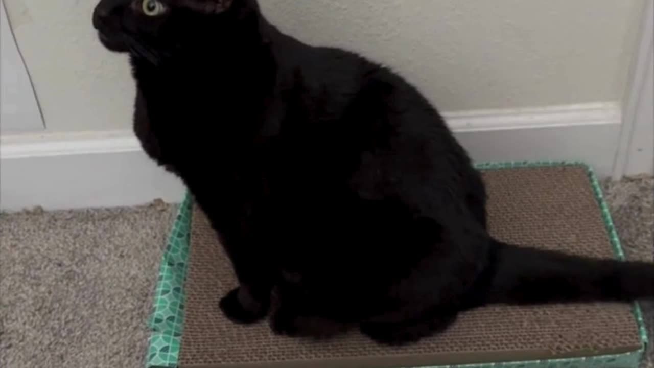 Cute Precious Piper Looks Lovely on Her Tuffet - Adopting a Cat from a Shelter Vlog