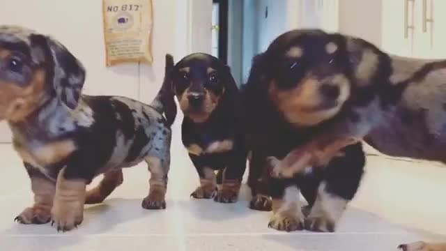 Emocionados cachorros examinan la cámara de cerca