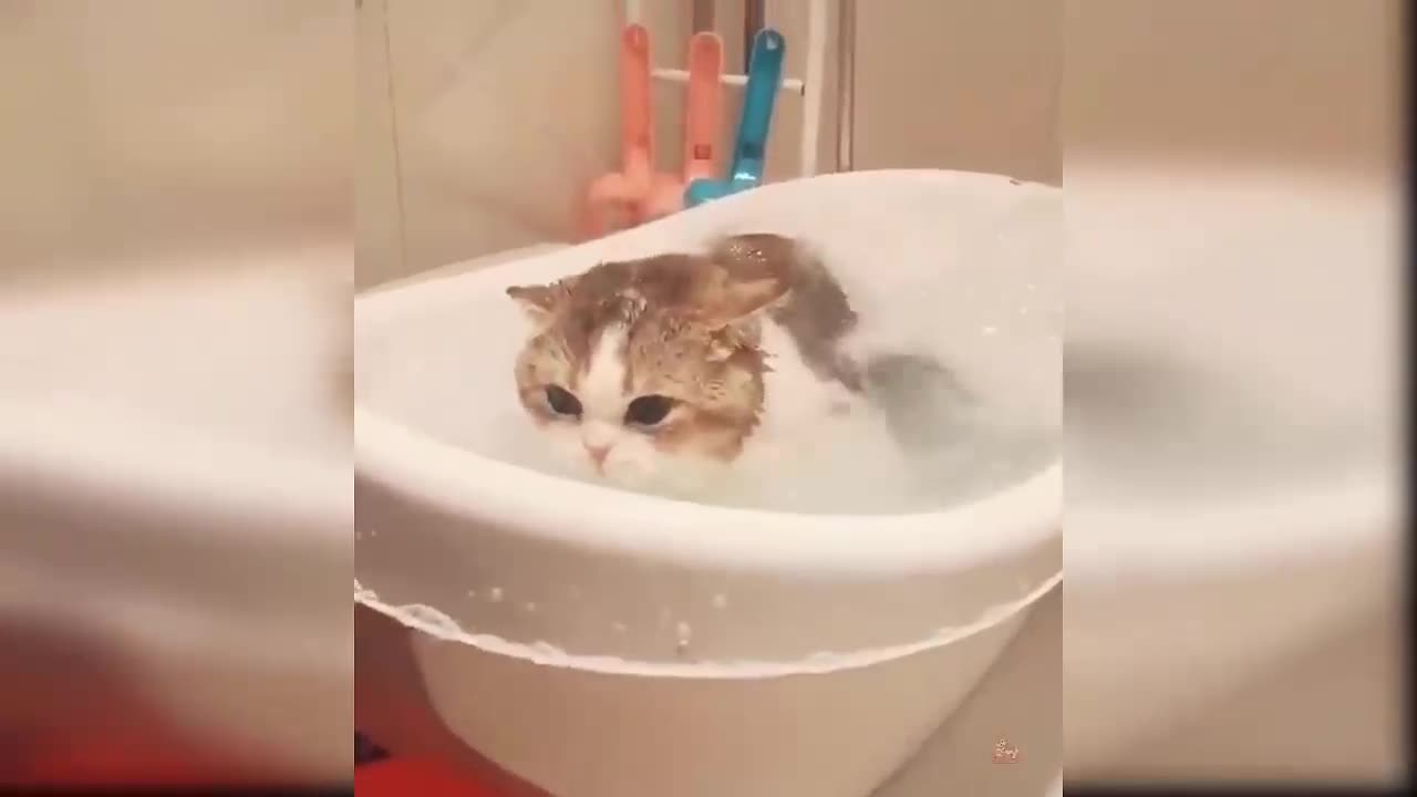 Funny a cat who really likes to bathe