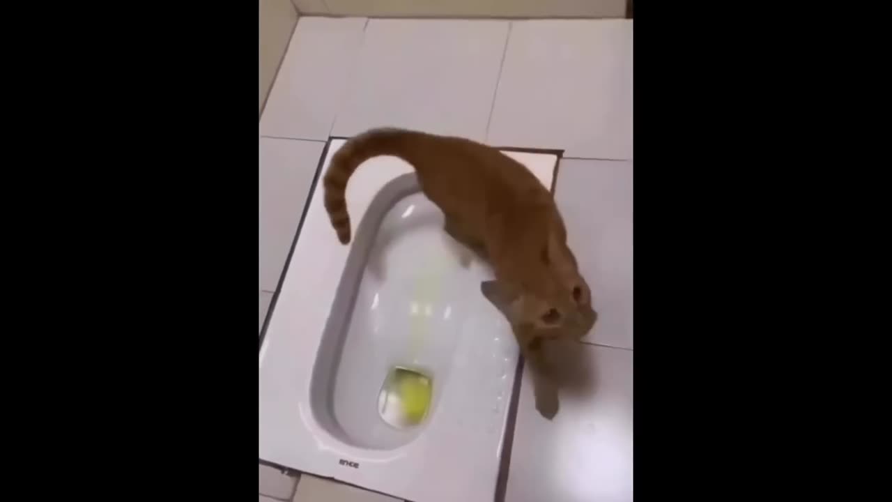 Funny Animals Video