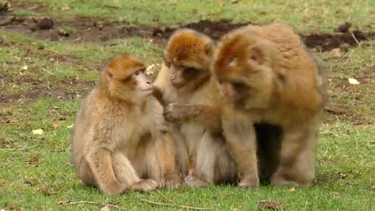 Papa And Mama Monkey Taking Care of Their Baby