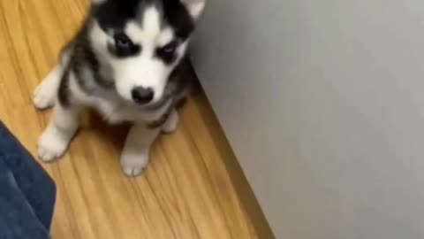 Husky funny moments