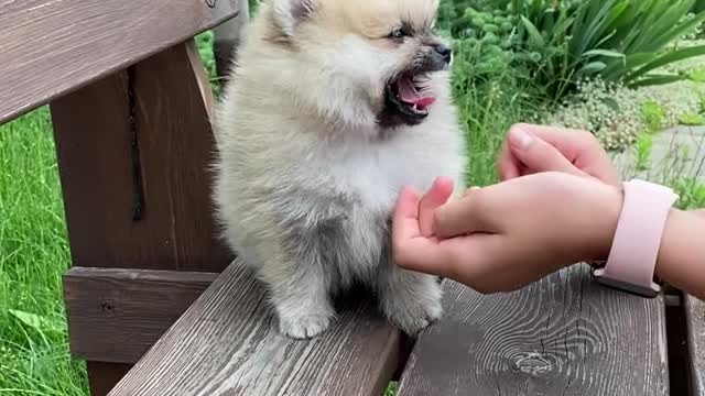 Cute Dog Compilation, Funny Dog Video