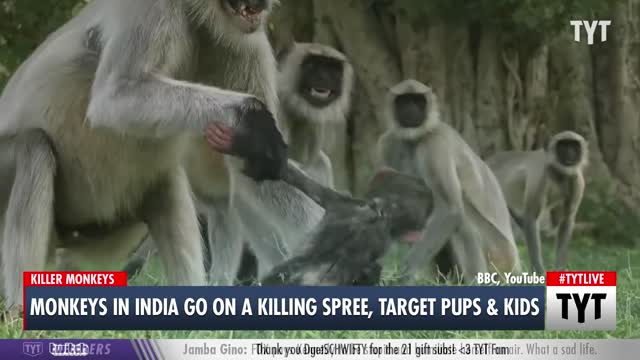 Monkeys Go On Ramapage