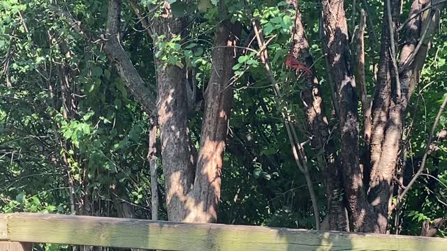 Cardinal Black and Red squirrel hanging out