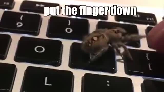 Wait till the end 🕷