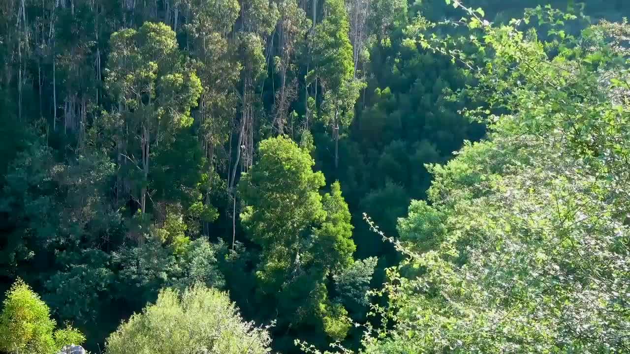 Relaxing Music | Sleeping, Meditation, Stress Relief | [937] ⭐️
