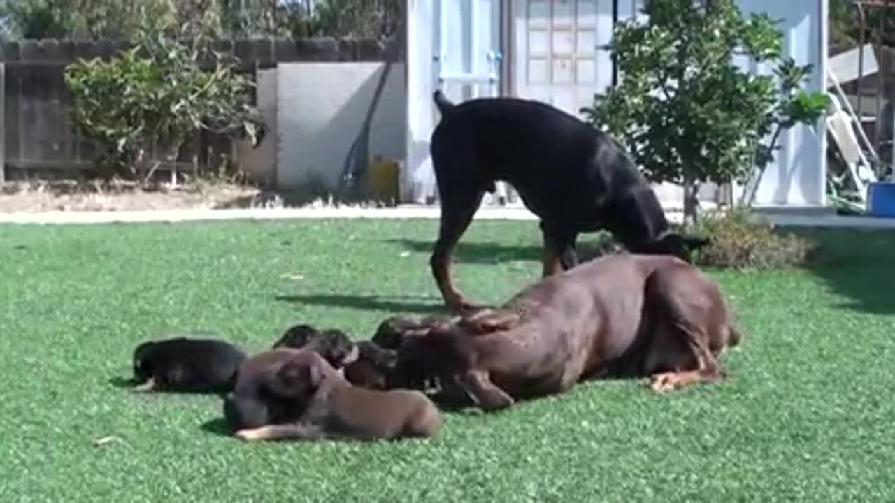 Custody battle between Doberman and Doberwoman 🐕😂