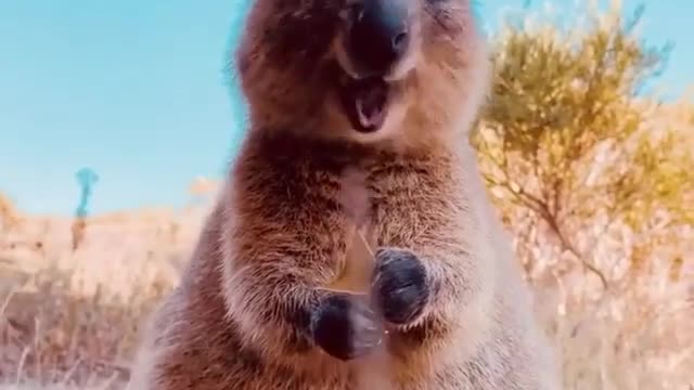 Little Quokka enjoys small snack😍❤️