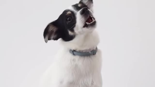 Cute dog training video