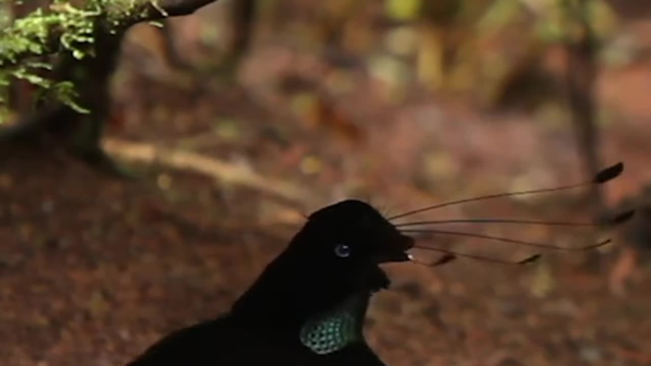 Parotia Bird