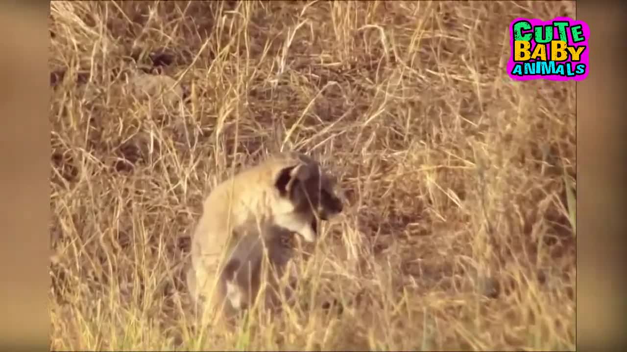 Cutest Lion Cubs Roar Telling That He is a King - Baby Lion Roaring