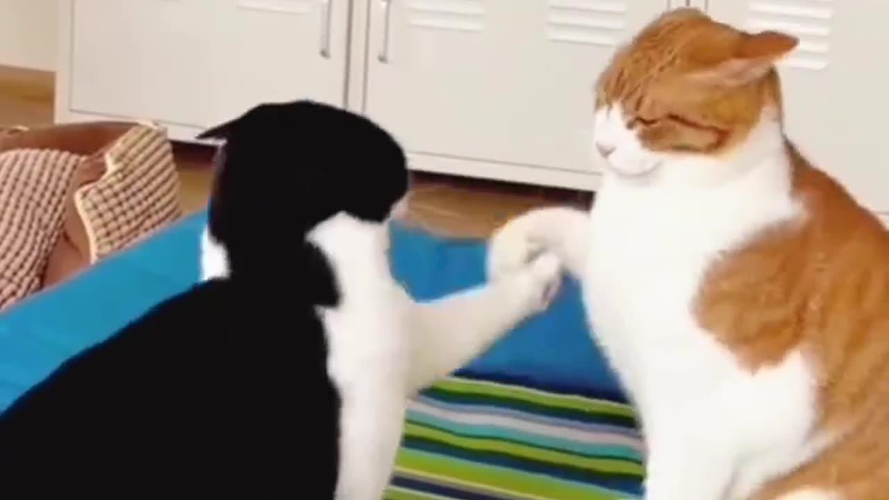 Black and white cat 😺 fighting together | Funny moments of you 🎈