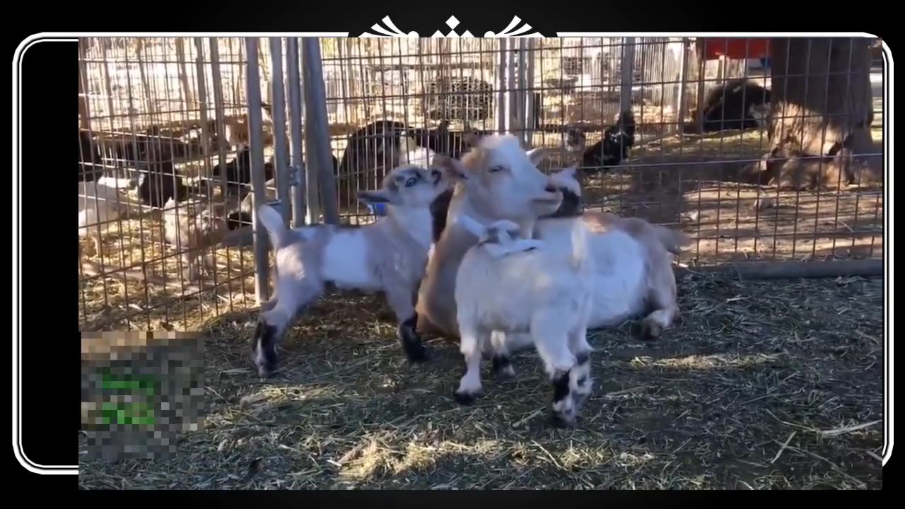 Funny Goat Videos, Probably