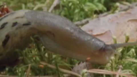 Respiration in Insects and Earthworm_Cut