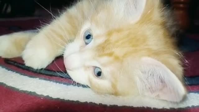 Charming and naughty cat