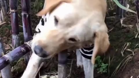 Dog funny training video