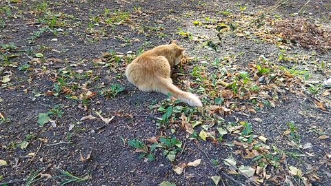 Kitty Alice is playing