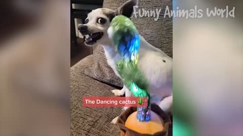 Funniest Dogs And Cats Videos