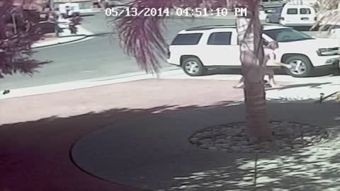 Cat adorably saves lttle boy from attacking dog