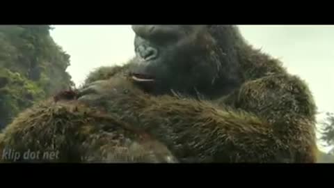 Kong vs Gurita