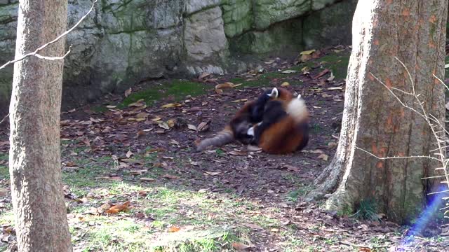 Red Pandas Frolicking