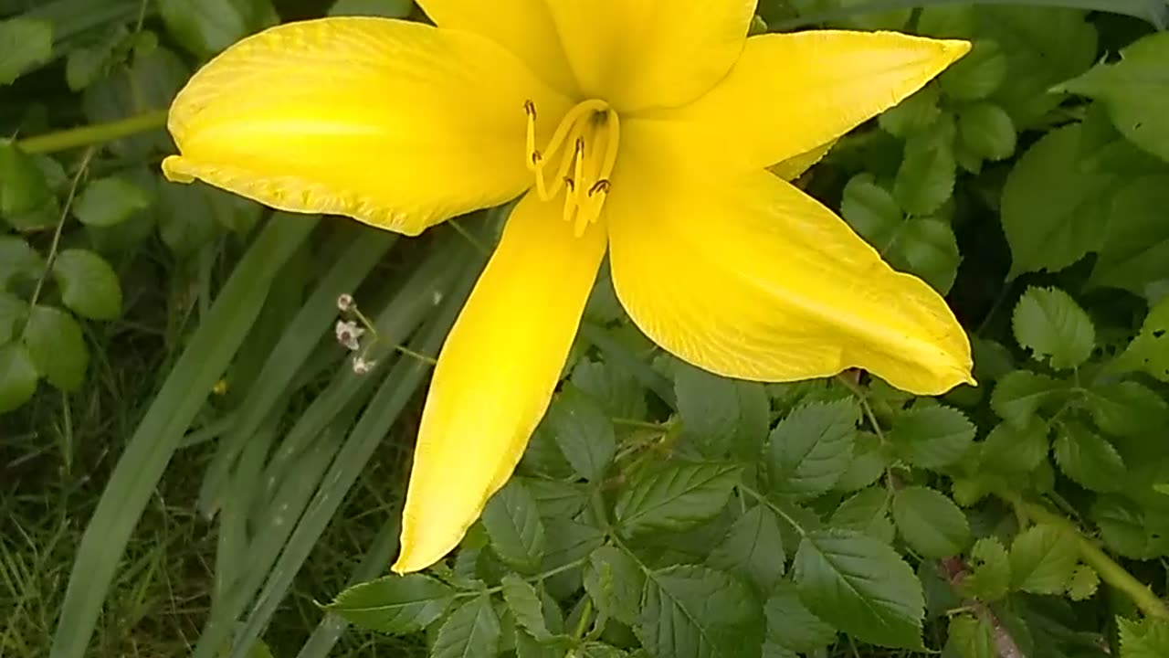 Yellow Daylily