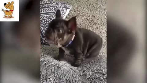 Cute and Funny Animals