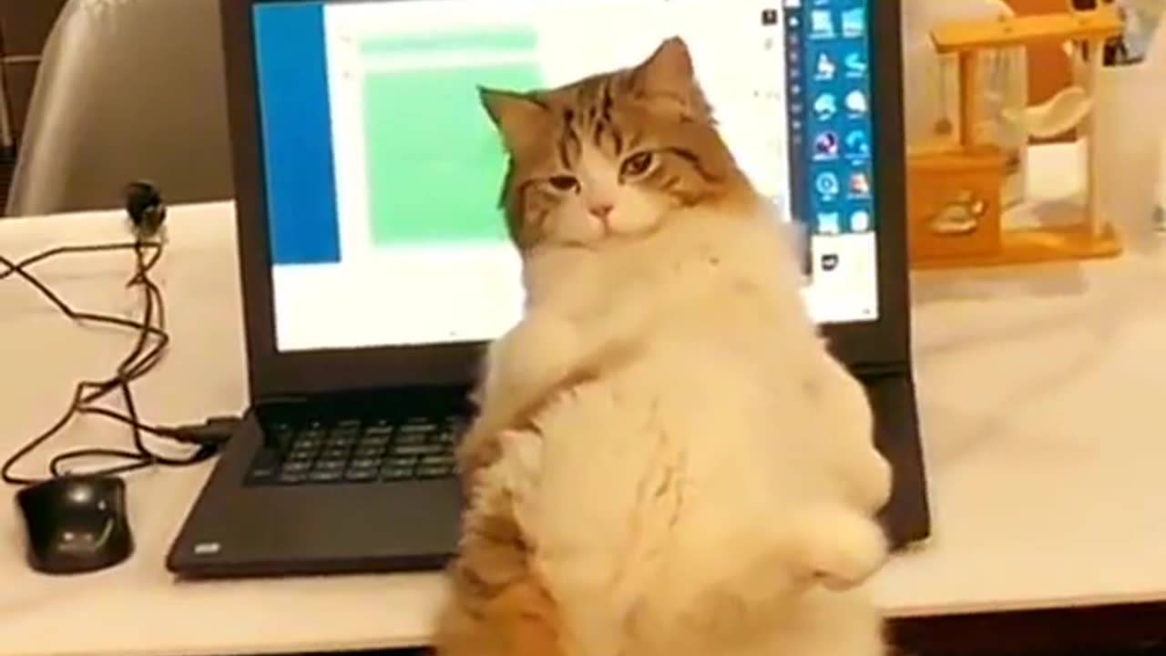 Funny animals short video 39